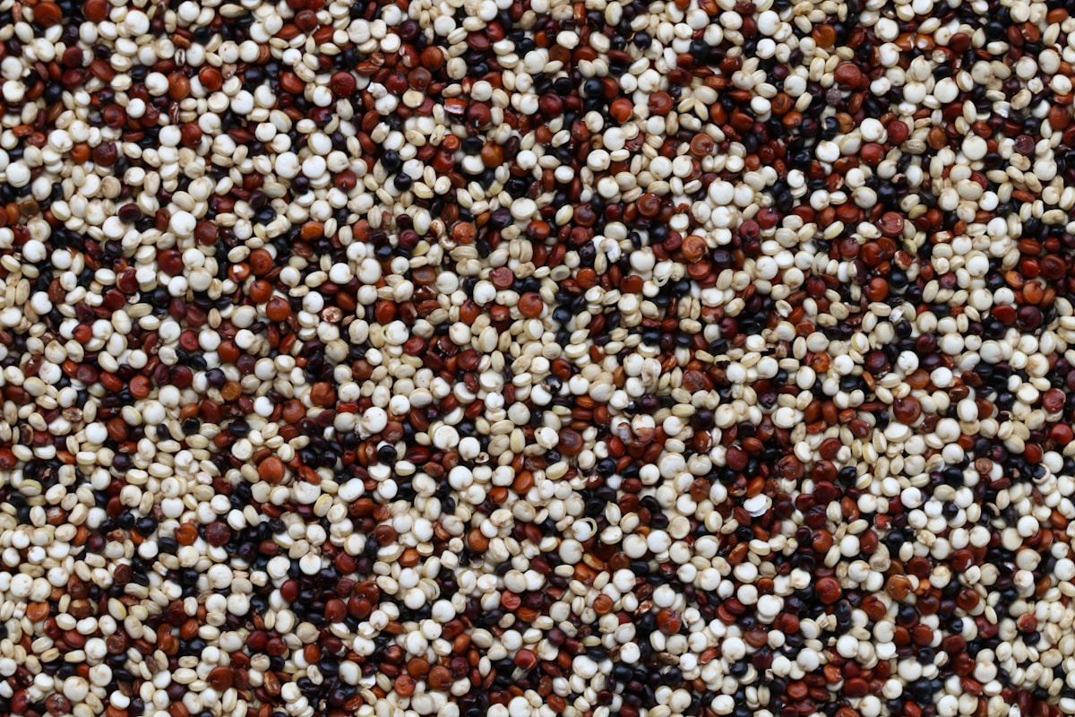 White vs Red vs Black Quinoa Compared